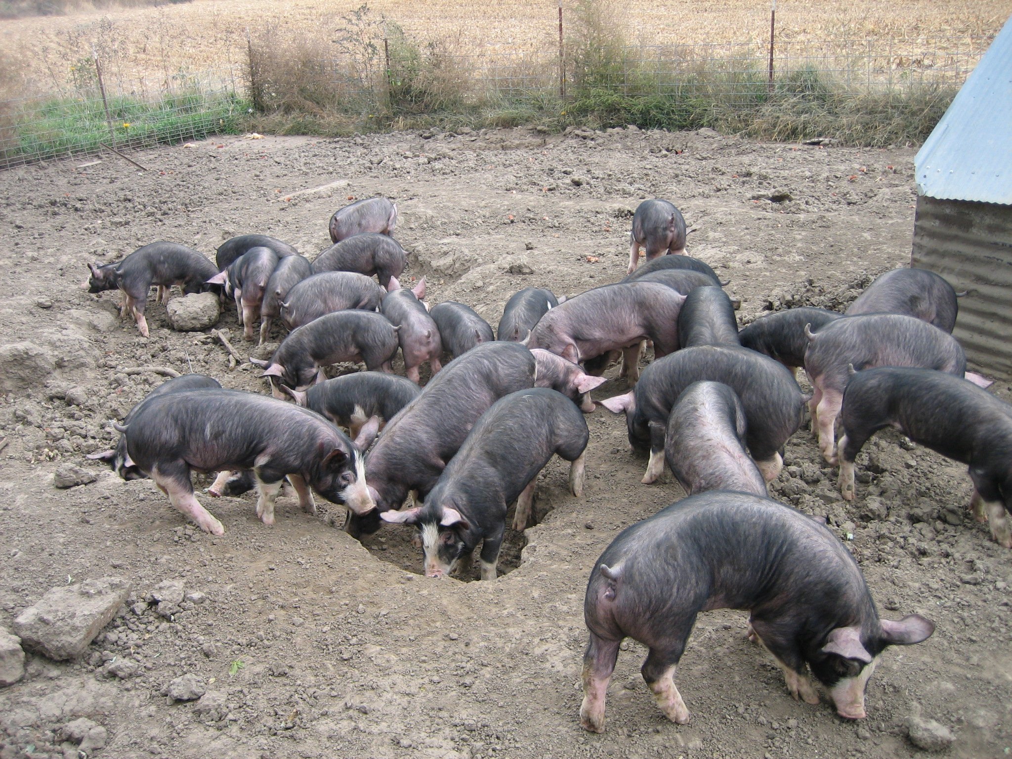 Berkwood+Farms+IA+-+048-1 A group of pigs foraging in a muddy farmyard, with some digging in the soil, surrounded by a rural landscape and a small shelter in the background.