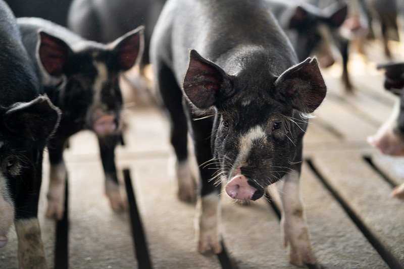 Berkwood+Farms+IA+-+BWF7Pigs+(7+of+11)-L Close-up of black and white pigs in a barn, showcasing their features and surroundings, emphasizing livestock farming and animal husbandry practices.