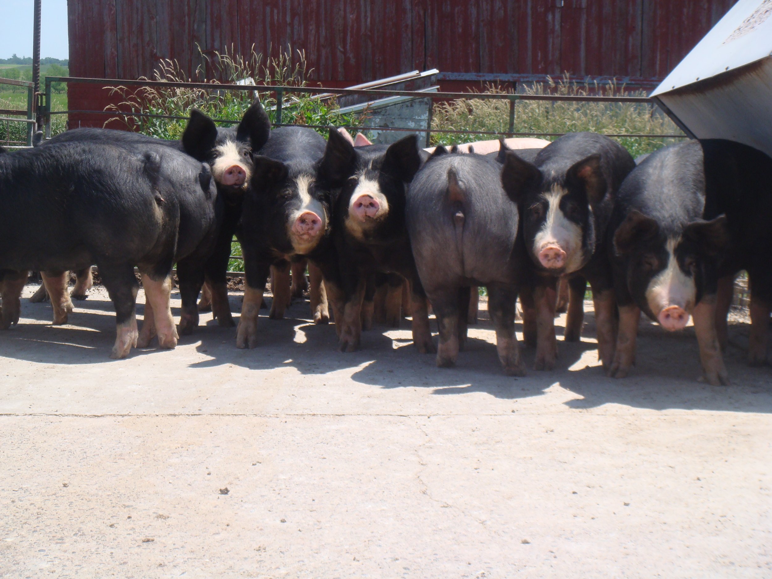 Berkwood+Farms+IA+-+DSC00736 Herd of black pigs standing on a farm, showcasing their distinct markings and healthy appearance, with a rustic barn in the background.