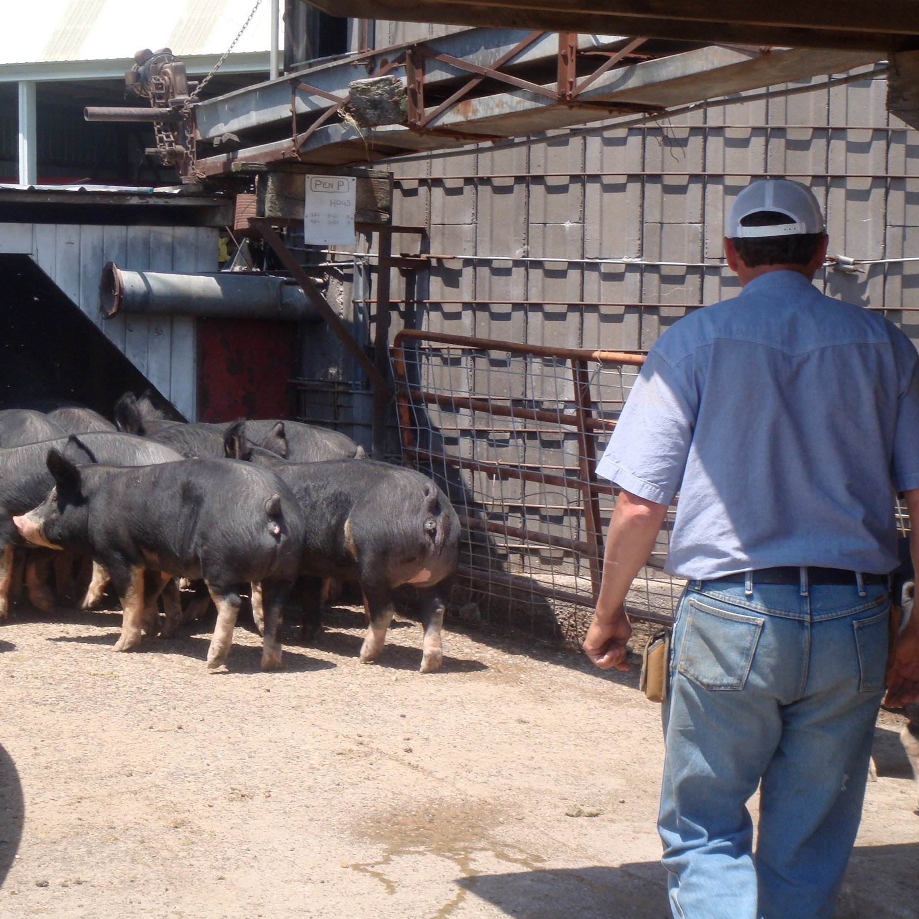 Farmer walking towards a group of pigs in a pen, showcasing farm life and livestock management in an agricultural setting.
