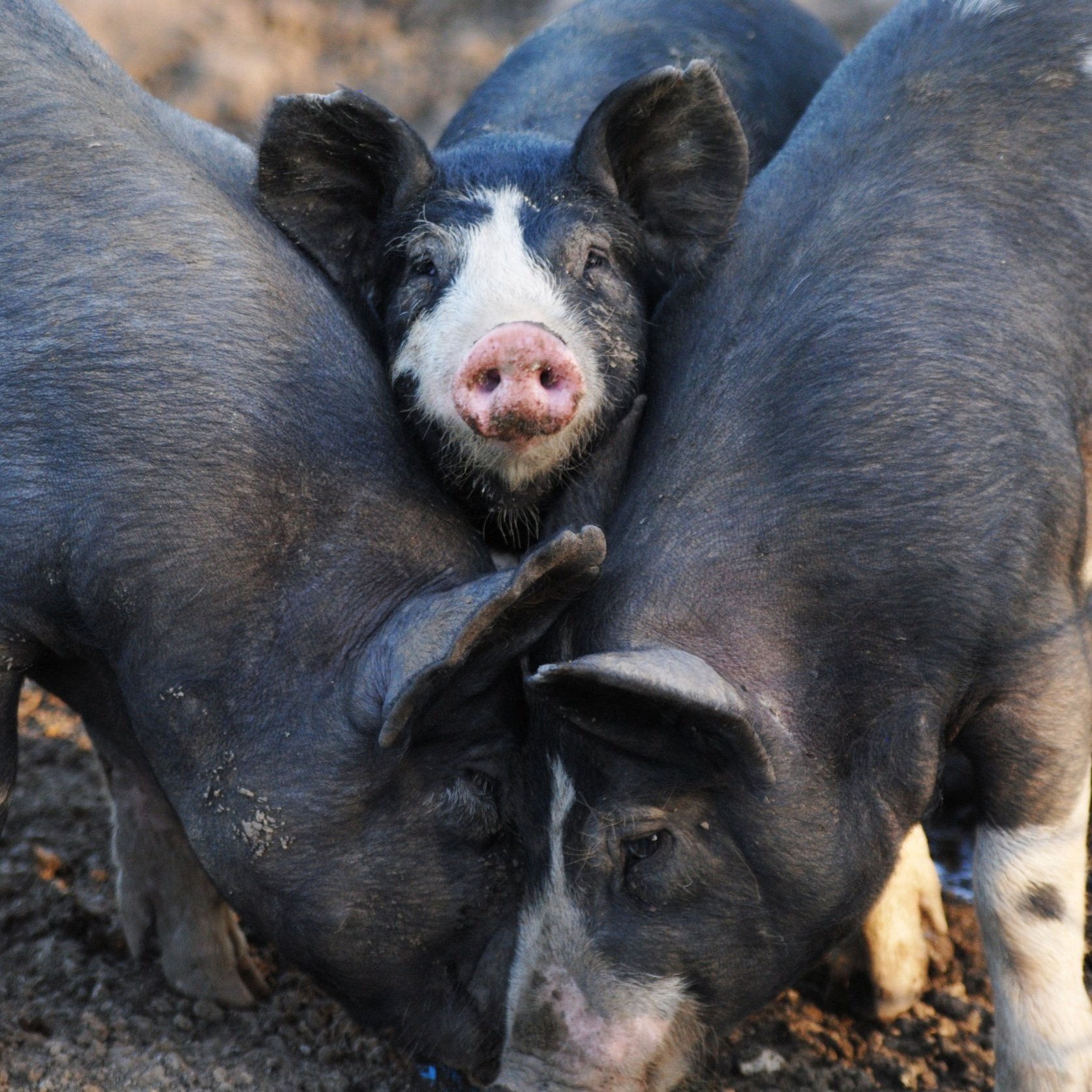 Berkwood+Farms+IA+-+DSC_08261 Three pigs interacting closely in a farm setting, with a focus on a central pig's expressive face and distinctive markings. The image captures the social behavior of pigs, highlighting their playful and curious nature. Ideal for discussions about animal husbandry, farm life, and the importance of social animals.