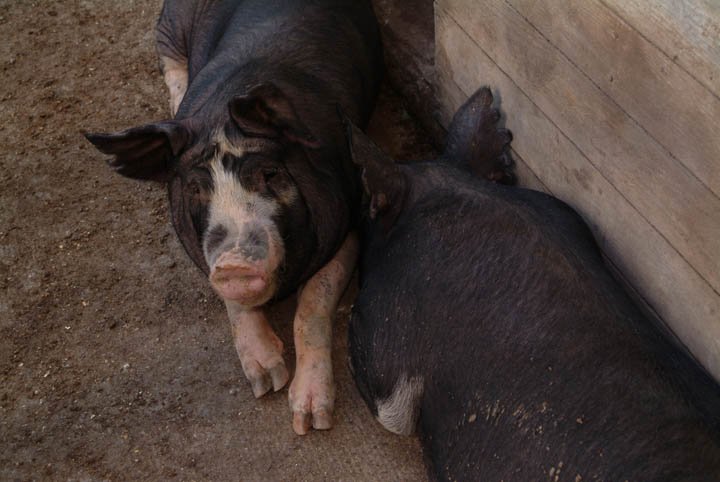 Berkwood+Farms+IA+-+Food+&+Bev.+mag+006 Two black pigs resting side by side on a farm, showcasing their distinct features and relaxed posture against a rustic wooden backdrop.