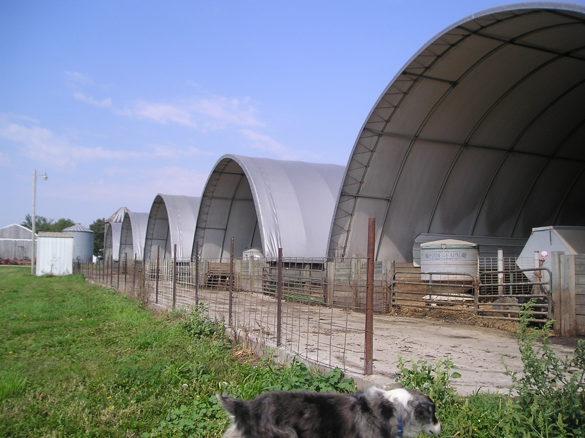 Berkwood+Farms+IA+-+Hilldale+Farm+001 Farm scene featuring several large, arched storage barns with a fenced area in the foreground, a dog walking nearby, and a clear blue sky. Ideal for showcasing agricultural structures and livestock management.