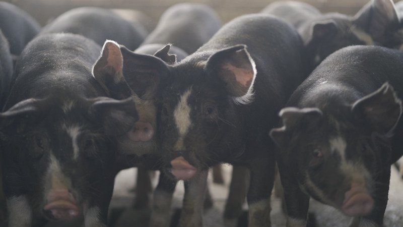 Berkwood+Farms+IA+-+Hilltop+Farms+108-L Group of black pigs with white markings gathered closely together in a barn, showcasing their curious expressions and distinct features.