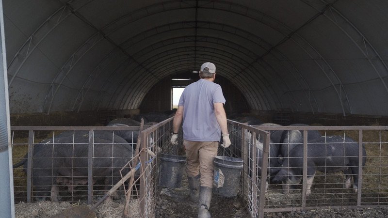 Berkwood+Farms+IA+-+Hilltop+Farms+84-L Farmer walking into a pig barn, carrying feeding buckets while tending to livestock in a spacious, well-maintained environment.