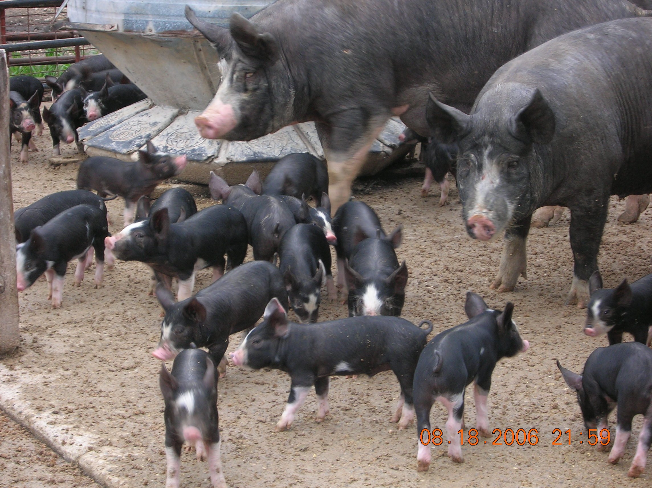 Berkwood+Farms+IA+-+Late+Summer+06+016 A group of black and pink piglets foraging in a farmyard with adult pigs in the background, showcasing a typical scene of livestock farming.