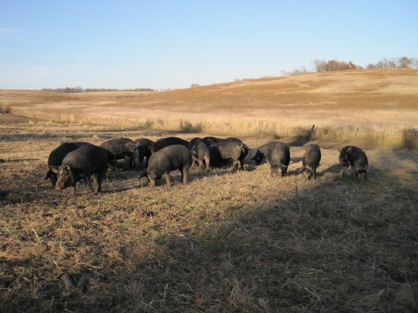 Berkwood+Farms+IA+-+Pasture+Pigs Herd of pigs grazing in a sunny pasture with rolling hills in the background, showcasing rural farming and livestock management.