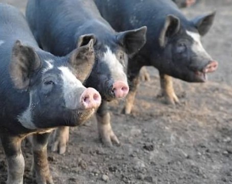 Berkwood+Farms+IA+-+pig+2 Three black and white pigs standing on a dirt farm, showcasing their distinctive features and playful demeanor.